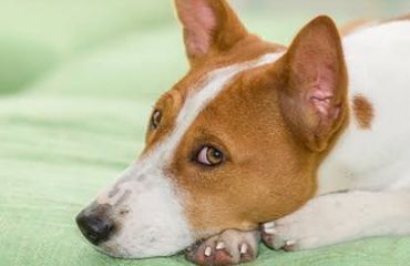 Intoxicațiile la animalele de companie: cum intervenim rapid și corect?